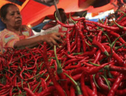 Sempat Melambung Tinggi, Kini Harga Cabe Merah Di Aceh Jaya Turun Drastis