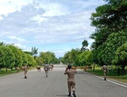 Satpol PP-WH Kabupaten Aceh Jaya Kembali Gelar Patroli Penertiban Ternak