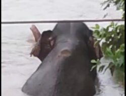 Gajah Liar Sedang Nyebrang Sungai Terekam Kamera Handphone Warga Lamno