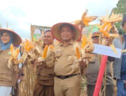 Pj Bupati Aceh Jaya Bersama Kadistanbun Aceh Panen Jagung Nasa di Gampong Bintah