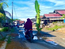 Tanam Pisang di Badan Jalan Cara Warga Aceh Jaya Menegur Penguasa