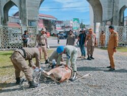 Satpol PP Aceh Jaya Tangkap 9 Ekor Hewan Ternak, Sanksi Bayar Denda Menanti Pemilik