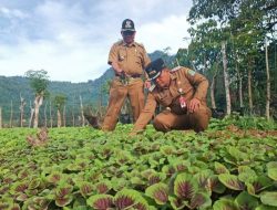 Berkah Sigam Tampan, Warga Lamno Terpenuhi Kebutuhan Sayur-mayur