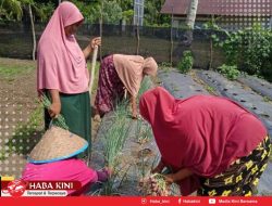 Emak-emak di Kuala Bakong Panen Bawang Merah Produk Si Gam Tampan