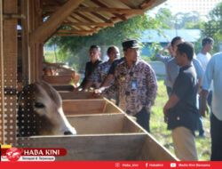 Pj Aceh Jaya dan Bank Aceh Syariah Sambangi Lahan Penggemukan Sapi di Krueng Sabee