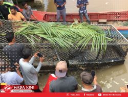 Buaya Sayeung Masuk Perangkap, Bobotnya Capai 200 Kilogram