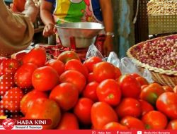 Harga Tomat Di Aceh Barat Rp 20 Ribu Perkilogram