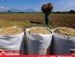 Harga Gabah Anjlok di Aceh Jaya, Karang Taruna Minta Pemerintah Turun Tangan