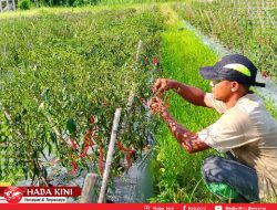 Giat Aswar Seorang Pekerja Pers yang juga Ingin Sukses Bertani