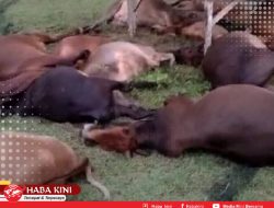 17 Ekor Sapi Warga Aceh Jaya Mati Disambar Petir
