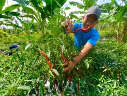 Senyum Sumringah Petani Cabai Merah di Aceh Utara