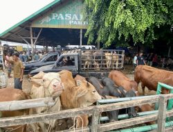 Pemkab Aceh Jaya Pastikan Persediaan Ternak Meugang Idul Adha Cukup Melimpah