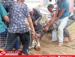 Desa Padang Datar Sembelih 9 Ekor Hewan Qurban, Disalurkan Menggunakan Kupon