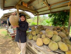 Bekas Zona Merah Konflik Aceh Disulap Jadi Agrowisata Kebun Durian di Aceh Utara