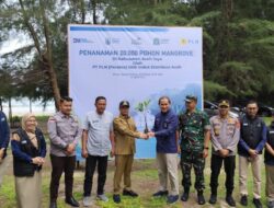 Pemkab Aceh Jaya bersama PLN Tanam 20.000 Pohon Mangrove untuk Lestarikan Pesisir Pantai