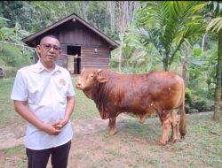 Presiden Prabowo Ikut Qurban Sapi di Aceh Jaya