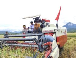 Safwandi: Petani Aceh Jaya Rata-rata Bisa Panen 5,2 Ton Perhektar Sawah