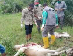 15 Ekor Sapi Mati Keracunan di Kebun Sawit Warga Aceh Jaya