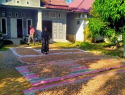 Sudah Sepekan Harga Pinang Turun di Aceh Jaya