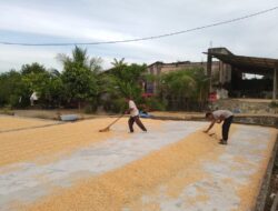 Harga Jagung Pakan Masih Stabil di Aceh Jaya Meski Permintaan Terus Meningkat