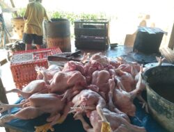 Permintaan Meningkat, Harga Ayam Potong Naik Rp5 Ribu di Aceh Jaya