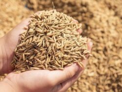 Selain Ayam Potong, Harga Gabah Juga Ikut Naik di Aceh Jaya