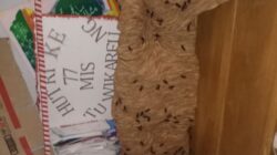 Damkar Evakuasi Sarang Tawon Vespa di Sekolah MIS Teuwie Kareng Pasie Raya