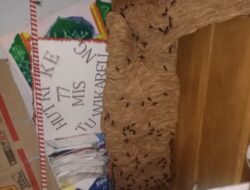 Damkar Evakuasi Sarang Tawon Vespa di Sekolah MIS Teuwie Kareng Pasie Raya