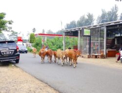 Ternak Liar Merajalela di Aceh Jaya, Jebakan Maut Bagi Pengguna Jalan