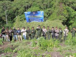 Kado Kemerdekaan, BNNP Aceh Musnahkan 12 Hektare Ladang Ganja di Nagan Raya