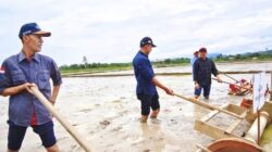 Bupati Aceh Jaya Ikut Tanam Padi Pertanian Modern di Gampong Harapan Panga
