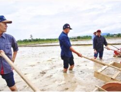 Bupati Aceh Jaya Ikut Tanam Padi Pertanian Modern di Gampong Harapan Panga