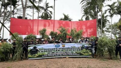 Polda Aceh Musnahkan 18 Hektare Ladang Ganja di Aceh Utara, 4 Pelaku Diamankan